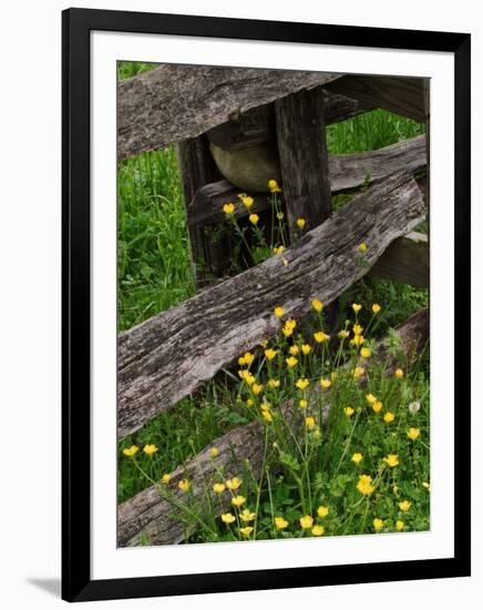 Rail Fence and Buttercups, Pioneer Homestead, Great Smoky Mountains National Park, N. Carolina, USA-Adam Jones-Framed Photographic Print