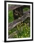 Rail Fence and Buttercups, Pioneer Homestead, Great Smoky Mountains National Park, N. Carolina, USA-Adam Jones-Framed Photographic Print