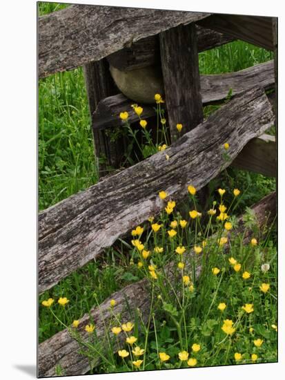 Rail Fence and Buttercups, Pioneer Homestead, Great Smoky Mountains National Park, N. Carolina, USA-Adam Jones-Mounted Photographic Print