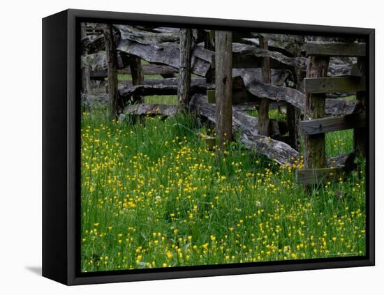 Rail Fence and Buttercups, Pioneer Homestead, Great Smoky Mountains National Park, Tennessee, USA-Adam Jones-Framed Stretched Canvas
