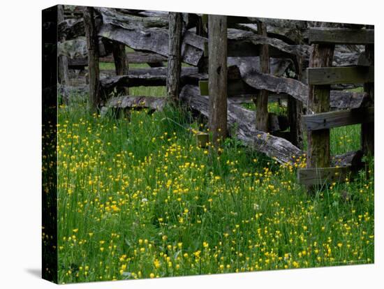 Rail Fence and Buttercups, Pioneer Homestead, Great Smoky Mountains National Park, Tennessee, USA-Adam Jones-Stretched Canvas