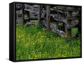 Rail Fence and Buttercups, Pioneer Homestead, Great Smoky Mountains National Park, Tennessee, USA-Adam Jones-Framed Stretched Canvas