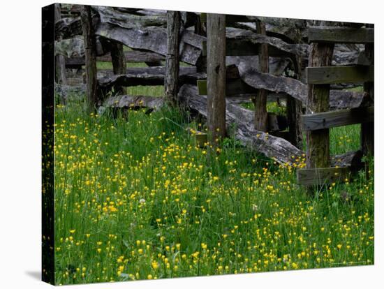 Rail Fence and Buttercups, Pioneer Homestead, Great Smoky Mountains National Park, Tennessee, USA-Adam Jones-Stretched Canvas