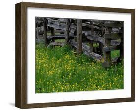 Rail Fence and Buttercups, Pioneer Homestead, Great Smoky Mountains National Park, Tennessee, USA-Adam Jones-Framed Photographic Print