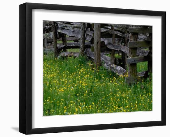 Rail Fence and Buttercups, Pioneer Homestead, Great Smoky Mountains National Park, Tennessee, USA-Adam Jones-Framed Photographic Print