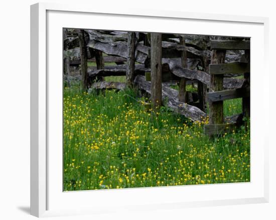 Rail Fence and Buttercups, Pioneer Homestead, Great Smoky Mountains National Park, Tennessee, USA-Adam Jones-Framed Photographic Print