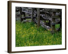 Rail Fence and Buttercups, Pioneer Homestead, Great Smoky Mountains National Park, Tennessee, USA-Adam Jones-Framed Photographic Print