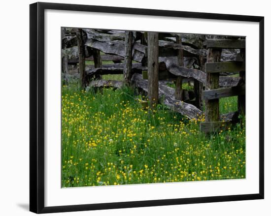 Rail Fence and Buttercups, Pioneer Homestead, Great Smoky Mountains National Park, Tennessee, USA-Adam Jones-Framed Photographic Print