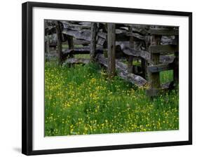 Rail Fence and Buttercups, Pioneer Homestead, Great Smoky Mountains National Park, Tennessee, USA-Adam Jones-Framed Photographic Print