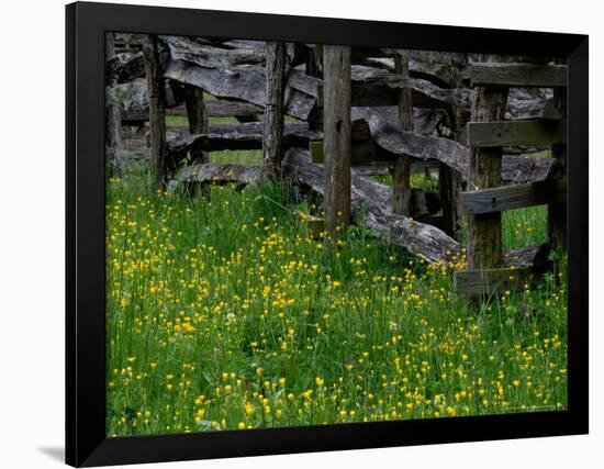 Rail Fence and Buttercups, Pioneer Homestead, Great Smoky Mountains National Park, Tennessee, USA-Adam Jones-Framed Photographic Print