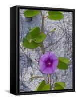 Railroad Vine, Captiva Island, Florida-Maresa Pryor-Framed Stretched Canvas