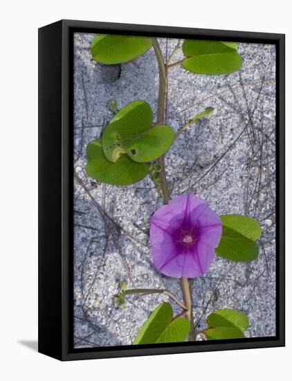 Railroad Vine, Captiva Island, Florida-Maresa Pryor-Framed Stretched Canvas