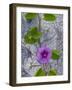 Railroad Vine, Captiva Island, Florida-Maresa Pryor-Framed Photographic Print