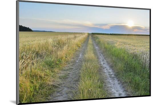 Photographic Print, , large