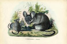 Wild Boar, 1863-79-Raimundo Petraroja-Giclee Print