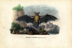 Bat, 1863-79-Raimundo Petraroja-Giclee Print