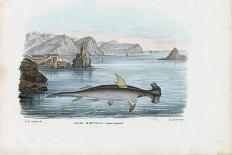 Hammerhead, 1863-79-Raimundo Petraroja-Giclee Print