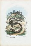 Slow Worm, 1863-79-Raimundo Petraroja-Giclee Print