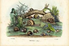 Slow Worm, 1863-79-Raimundo Petraroja-Giclee Print