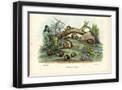 Black Frame