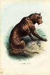 Tiger, 1863-79-Raimundo Petraroja-Giclee Print