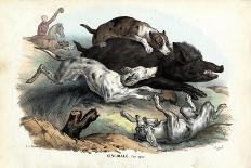 Wild Boar, 1863-79-Raimundo Petraroja-Giclee Print