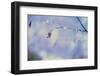 Rain and Branch 3-null-Framed Photographic Print