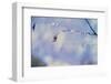 Rain and Branch 3-null-Framed Photographic Print