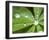 Rain Collected on Arctic Lupine, Cathedral Lake Provincial Park, British Columbia, Canada-Paul Colangelo-Framed Photographic Print