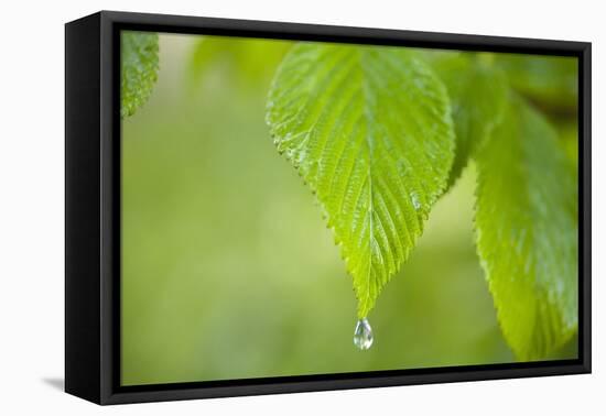 Rain Drop on a Leaf-Craig Tuttle-Framed Stretched Canvas