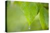 Rain Drop on a Leaf-Craig Tuttle-Stretched Canvas