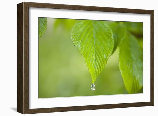 Rain Drop on a Leaf-Craig Tuttle-Framed Photographic Print