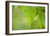 Rain Drop on a Leaf-Craig Tuttle-Framed Photographic Print