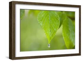 Rain Drop on a Leaf-Craig Tuttle-Framed Photographic Print