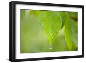 Rain Drop on a Leaf-Craig Tuttle-Framed Photographic Print