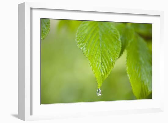 Rain Drop on a Leaf-Craig Tuttle-Framed Photographic Print