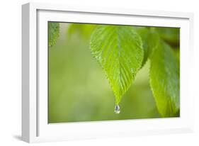 Rain Drop on a Leaf-Craig Tuttle-Framed Photographic Print