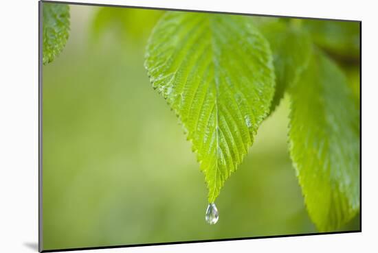 Rain Drop on a Leaf-Craig Tuttle-Mounted Photographic Print