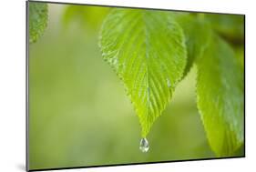 Rain Drop on a Leaf-Craig Tuttle-Mounted Photographic Print