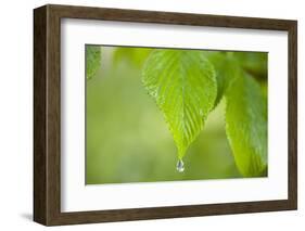 Rain Drop on a Leaf-Craig Tuttle-Framed Photographic Print