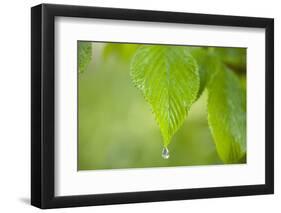 Rain Drop on a Leaf-Craig Tuttle-Framed Photographic Print