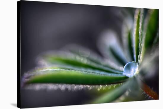 Rain Drop on a Lupine Leaf-Ursula Abresch-Stretched Canvas