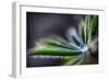 Rain Drop on a Lupine Leaf-Ursula Abresch-Framed Premium Photographic Print