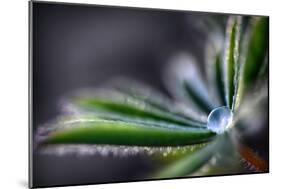 Rain Drop on a Lupine Leaf-Ursula Abresch-Mounted Premium Photographic Print