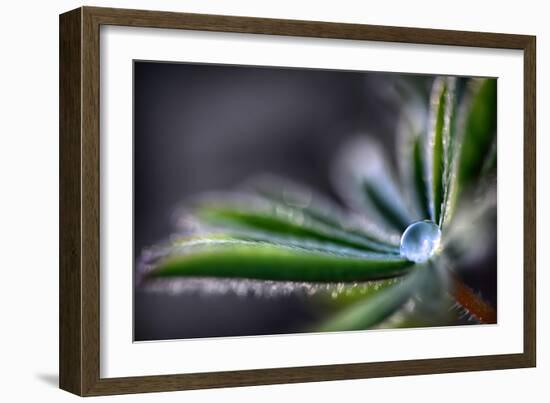 Rain Drop on a Lupine Leaf-Ursula Abresch-Framed Photographic Print