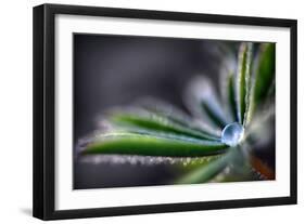 Rain Drop on a Lupine Leaf-Ursula Abresch-Framed Photographic Print