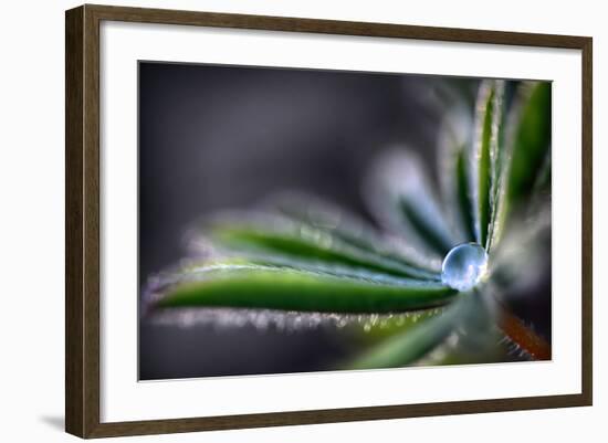 Rain Drop on a Lupine Leaf-Ursula Abresch-Framed Photographic Print