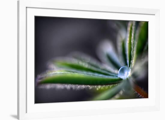 Rain Drop on a Lupine Leaf-Ursula Abresch-Framed Photographic Print