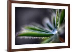 Rain Drop on a Lupine Leaf-Ursula Abresch-Framed Photographic Print