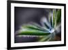 Rain Drop on a Lupine Leaf-Ursula Abresch-Framed Photographic Print